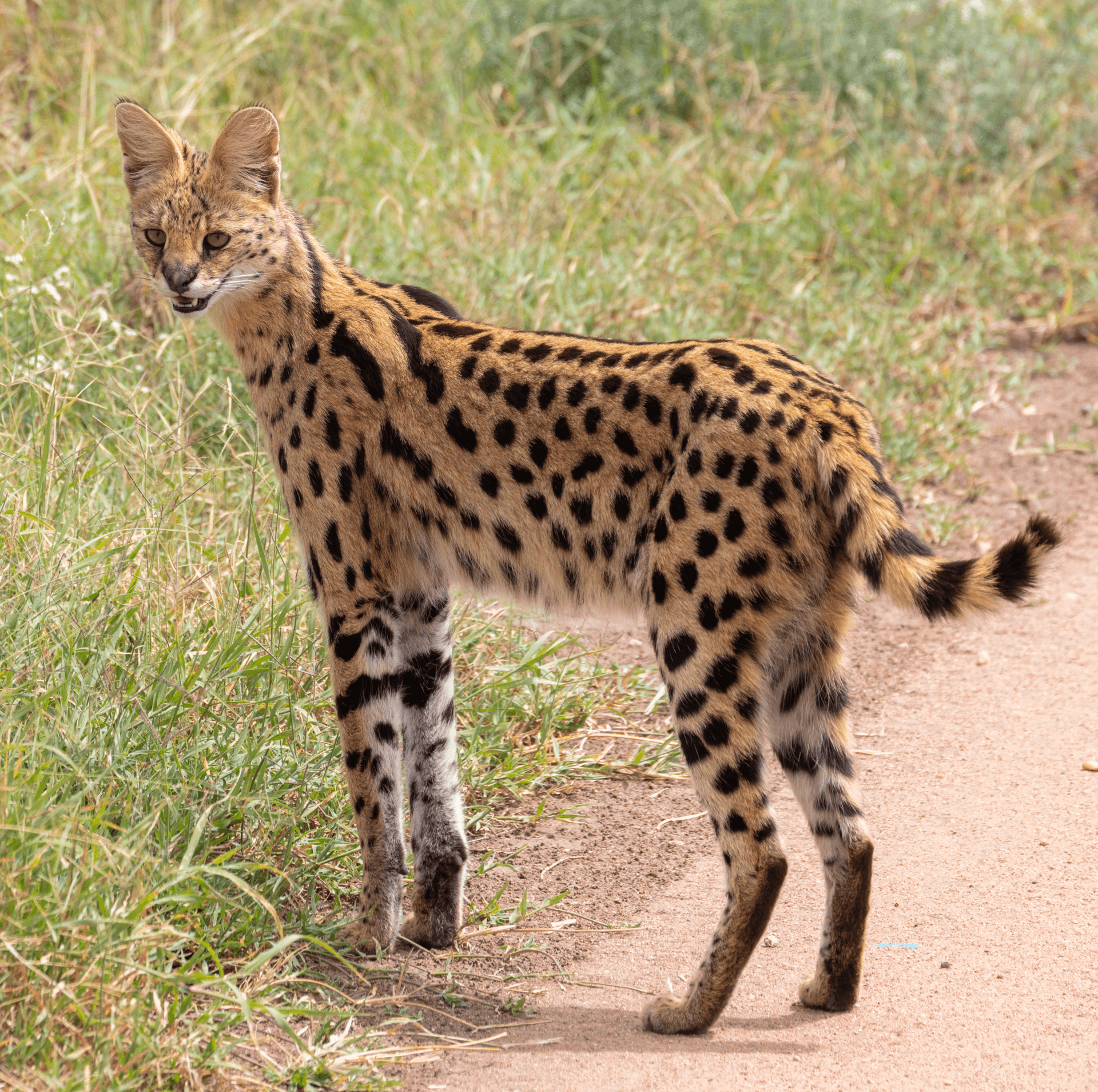 A serval standing in grass in Tanzania