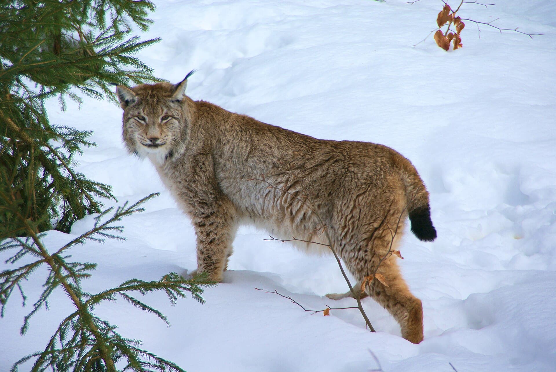 A Eurasian lynx standing in snow in the Bavarian Forest