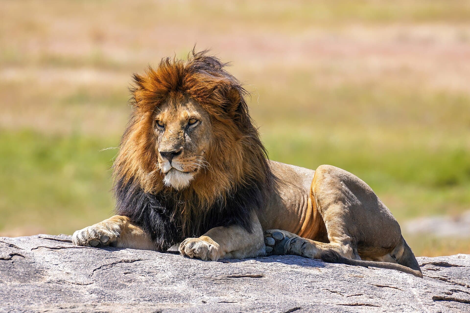 An adult male lion resting on a rock in Serengeti National Park