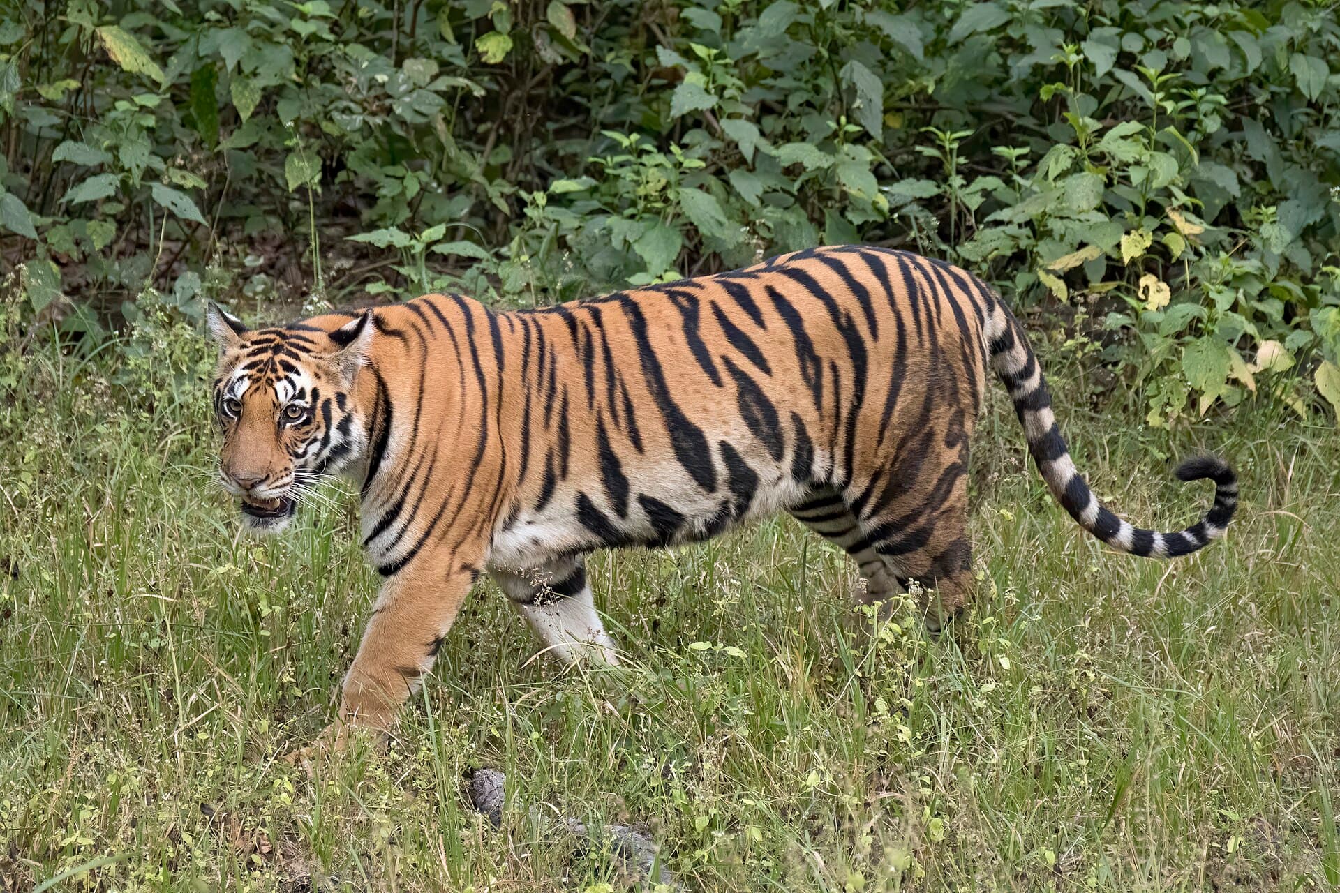 A Bengal tiger standing in green vegetation