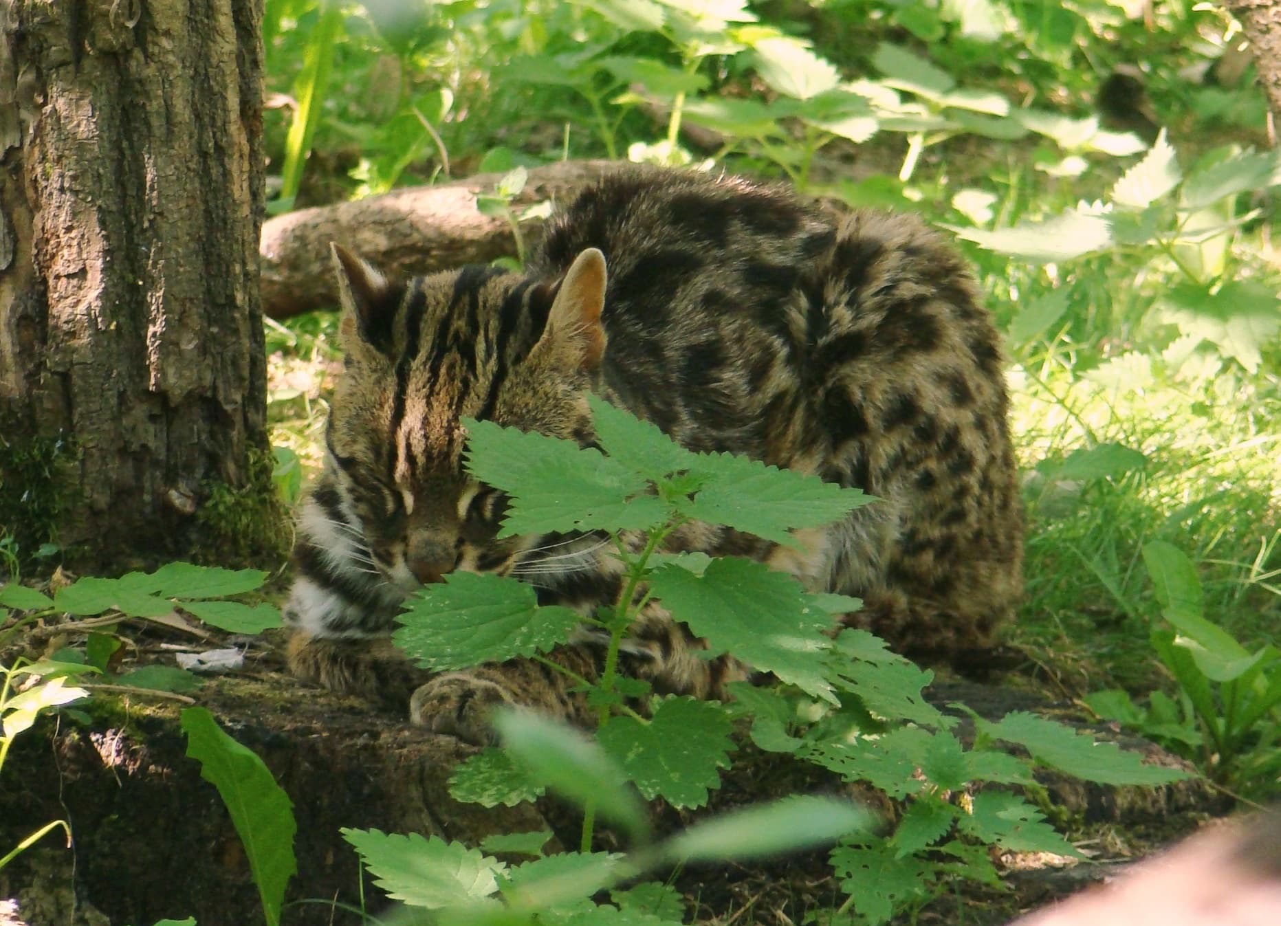 A leopard cat standing in leafy vegetation